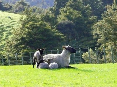 South Suffolk Sheep Stud Parua Bay Whangarei NZ