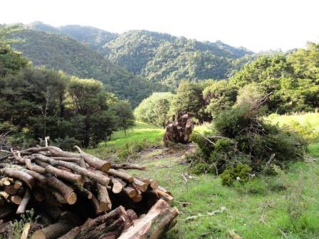 Firewood_Whangarei