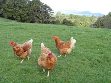 Free Range Eggs Whangarei