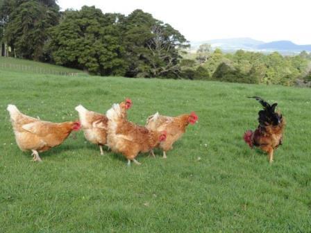 Free Range Eggs Whangarei