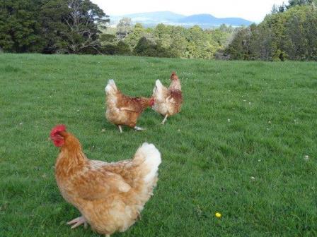 Free Range Eggs Whangarei