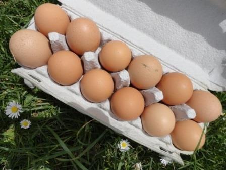 Free Range Eggs Whangarei Size 8