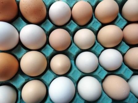 Free Range Eggs Whangarei TRAY