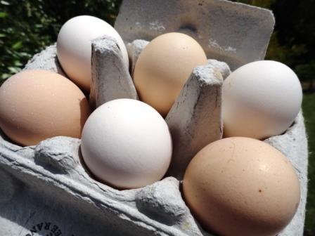 Free Range Eggs Whangarei Size 5