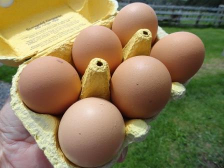 Free Range Eggs Whangarei Size 8