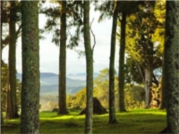 Native Bush walks at Ridgeland Farm, Parua Bay Whangarei Heads