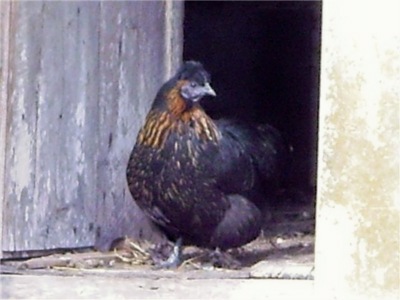 Free Range Farm Eggs Whangarei $5 Doz