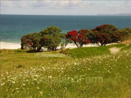 Smugglers Bay
