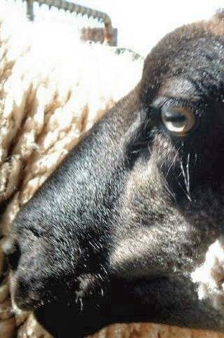 South Suffolk Sheep Stud NZ