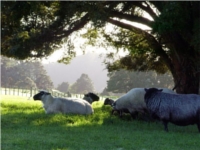 South_Suffolk_Sheep.jpg