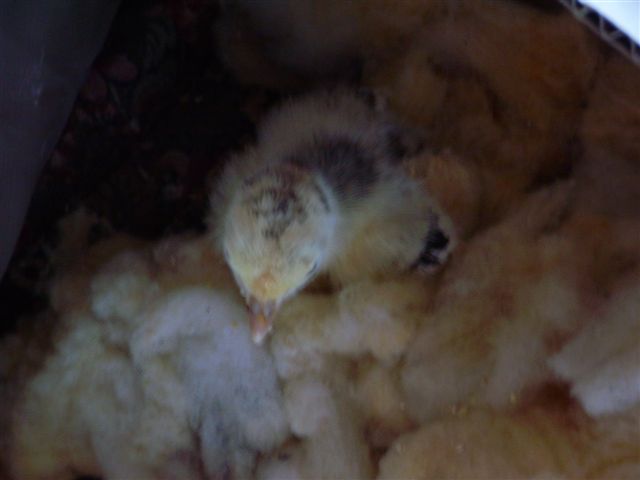 Safe in my bed