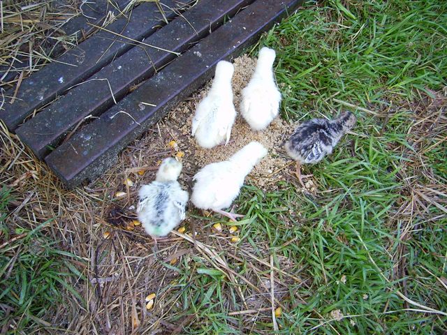 ... and Yakki is the only chick his colour anyway!