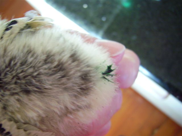 Marked with Green Food colouring so we know who he is...